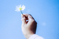 Xao xuyến hình ảnh thiếu nữ Hà Thành bên cúc họa mi gọi Đông về trên phố