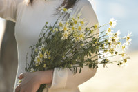 Xao xuyến hình ảnh thiếu nữ Hà Thành bên cúc họa mi gọi Đông về trên phố