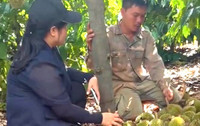 Hiện trường vụ hàng nghìn quả sầu riêng non của nông dân bị chặt phá