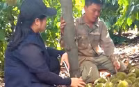 Hiện trường vụ hàng nghìn quả sầu riêng non của nông dân bị chặt phá