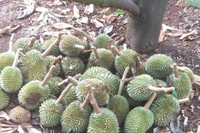 Hiện trường vụ hàng nghìn quả sầu riêng non của nông dân bị chặt phá