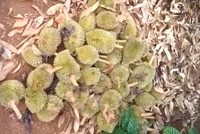 Hiện trường vụ hàng nghìn quả sầu riêng non của nông dân bị chặt phá