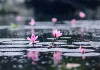 Ngỡ ngàng với cảnh đẹp như tranh của suối Yến chùa Hương mùa hoa súng tháng 11