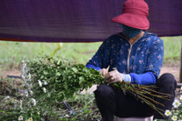 Ngắm thiếu nữ Hà Nội đẹp mơ màng trên cánh đồng cúc họa mi ven sông Hồng