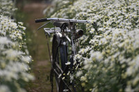 Ngắm thiếu nữ Hà Nội đẹp mơ màng trên cánh đồng cúc họa mi ven sông Hồng