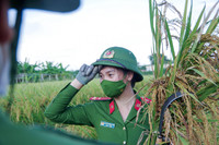 Ngỡ ngàng với cảnh đẹp như tranh của suối Yến chùa Hương mùa hoa súng tháng 11