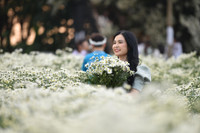 Ngắm thiếu nữ Hà Nội đẹp mơ màng trên cánh đồng cúc họa mi ven sông Hồng