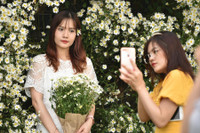 Ngắm thiếu nữ Hà Nội đẹp mơ màng trên cánh đồng cúc họa mi ven sông Hồng