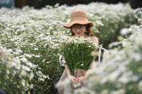 Ngắm thiếu nữ Hà Nội đẹp mơ màng trên cánh đồng cúc họa mi ven sông Hồng