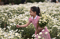 Ngắm thiếu nữ Hà Nội đẹp mơ màng trên cánh đồng cúc họa mi ven sông Hồng