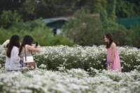 Ngắm thiếu nữ Hà Nội đẹp mơ màng trên cánh đồng cúc họa mi ven sông Hồng