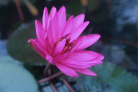 Ngỡ ngàng với cảnh đẹp như tranh của suối Yến chùa Hương mùa hoa súng tháng 11