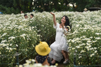 Ngắm thiếu nữ Hà Nội đẹp mơ màng trên cánh đồng cúc họa mi ven sông Hồng