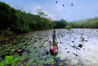 Ngỡ ngàng với cảnh đẹp như tranh của suối Yến chùa Hương mùa hoa súng tháng 11