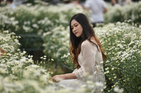 Ngắm thiếu nữ Hà Nội đẹp mơ màng trên cánh đồng cúc họa mi ven sông Hồng