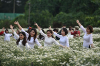 Ngắm thiếu nữ Hà Nội đẹp mơ màng trên cánh đồng cúc họa mi ven sông Hồng