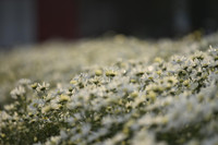 Ngắm thiếu nữ Hà Nội đẹp mơ màng trên cánh đồng cúc họa mi ven sông Hồng