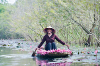 Ngỡ ngàng với cảnh đẹp như tranh của suối Yến chùa Hương mùa hoa súng tháng 11