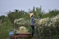 Ngắm thiếu nữ Hà Nội đẹp mơ màng trên cánh đồng cúc họa mi ven sông Hồng