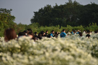 Ngắm thiếu nữ Hà Nội đẹp mơ màng trên cánh đồng cúc họa mi ven sông Hồng