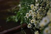 Ngắm thiếu nữ Hà Nội đẹp mơ màng trên cánh đồng cúc họa mi ven sông Hồng