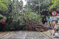 Hình ảnh về sự tàn phá khủng khiếp của cơn bão số 3 ở Hà Nội