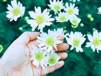 Có một loài hoa đặc biệt gây thương nhớ lúc chớm đông Hà Nội...