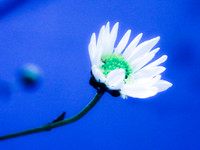 Có một loài hoa đặc biệt gây thương nhớ lúc chớm đông Hà Nội...