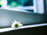 Có một loài hoa đặc biệt gây thương nhớ lúc chớm đông Hà Nội...