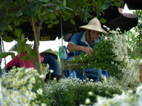 Có một loài hoa đặc biệt gây thương nhớ lúc chớm đông Hà Nội...