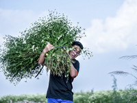 Có một loài hoa đặc biệt gây thương nhớ lúc chớm đông Hà Nội...