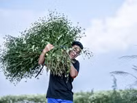 Có một loài hoa đặc biệt gây thương nhớ lúc chớm đông Hà Nội...