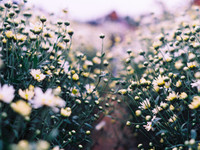 Có một loài hoa đặc biệt gây thương nhớ lúc chớm đông Hà Nội...