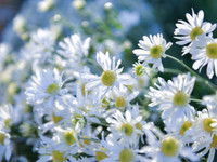 Có một loài hoa đặc biệt gây thương nhớ lúc chớm đông Hà Nội...