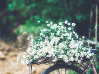 Có một loài hoa đặc biệt gây thương nhớ lúc chớm đông Hà Nội...