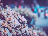 Có một loài hoa đặc biệt gây thương nhớ lúc chớm đông Hà Nội...