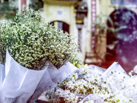 Có một loài hoa đặc biệt gây thương nhớ lúc chớm đông Hà Nội...