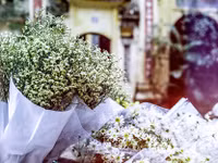 Có một loài hoa đặc biệt gây thương nhớ lúc chớm đông Hà Nội...
