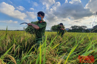 [Ảnh] Công an Thủ đô đội nắng, thâu đêm cứu lúa giúp nông dân trong khu phong tỏa