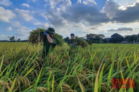 [Ảnh] Công an Thủ đô đội nắng, thâu đêm cứu lúa giúp nông dân trong khu phong tỏa