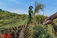 [Ảnh] Công an Thủ đô đội nắng, thâu đêm cứu lúa giúp nông dân trong khu phong tỏa