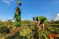 [Ảnh] Công an Thủ đô đội nắng, thâu đêm cứu lúa giúp nông dân trong khu phong tỏa