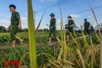 [Ảnh] Công an Thủ đô đội nắng, thâu đêm cứu lúa giúp nông dân trong khu phong tỏa