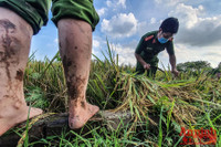 [Ảnh] Công an Thủ đô đội nắng, thâu đêm cứu lúa giúp nông dân trong khu phong tỏa