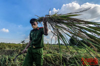 [Ảnh] Công an Thủ đô đội nắng, thâu đêm cứu lúa giúp nông dân trong khu phong tỏa