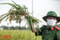 [Ảnh] Công an Thủ đô đội nắng, thâu đêm cứu lúa giúp nông dân trong khu phong tỏa