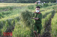[Ảnh] Công an Thủ đô đội nắng, thâu đêm cứu lúa giúp nông dân trong khu phong tỏa
