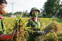 [Ảnh] Công an Thủ đô đội nắng, thâu đêm cứu lúa giúp nông dân trong khu phong tỏa