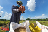 [Ảnh] Công an Thủ đô đội nắng, thâu đêm cứu lúa giúp nông dân trong khu phong tỏa