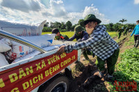 [Ảnh] Công an Thủ đô đội nắng, thâu đêm cứu lúa giúp nông dân trong khu phong tỏa